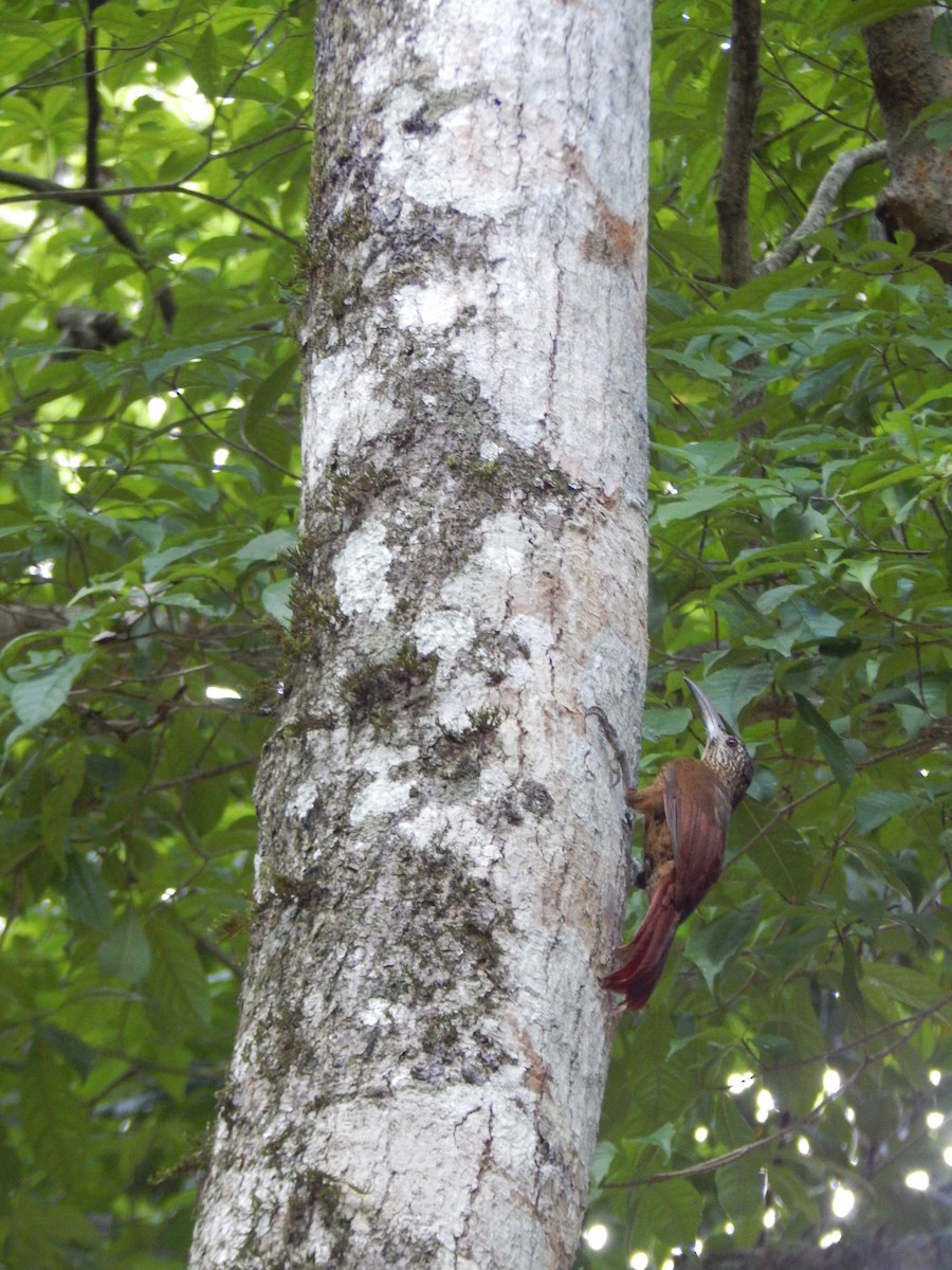 Strong-billed Woodcreeper - ML395311001