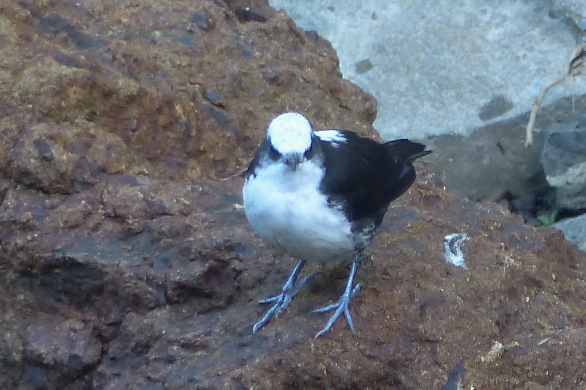 White-capped Dipper - ML395311221