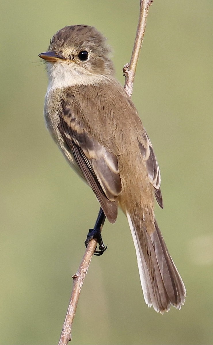 White-throated Flycatcher - ML395311671