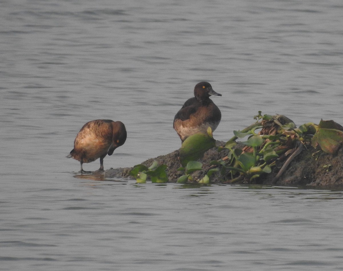 鳳頭潛鴨 - ML395311721