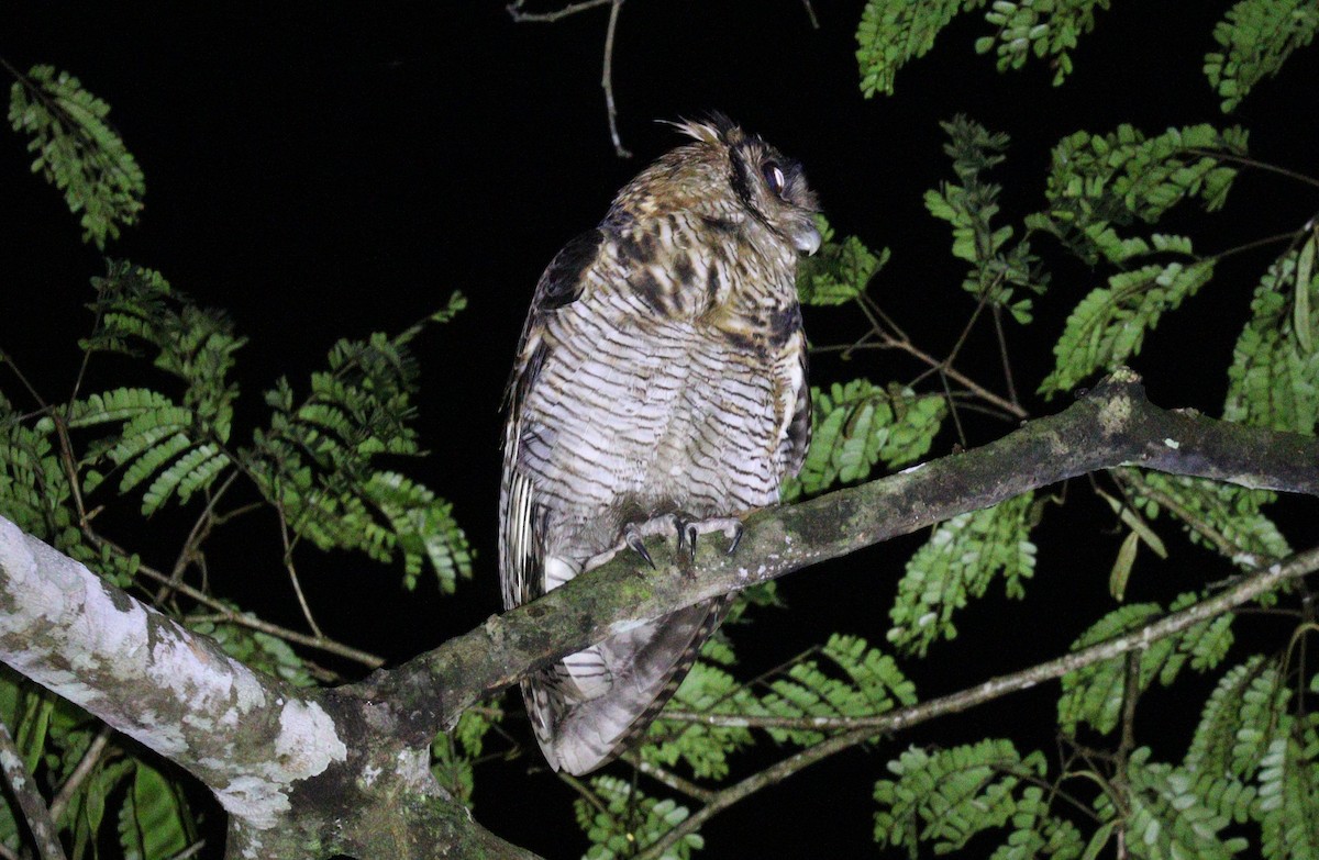 Fraser's Eagle-Owl (Western) - ML395312401