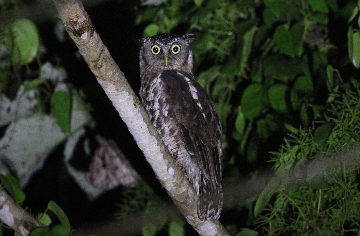 Akun Eagle-Owl - ML395312831