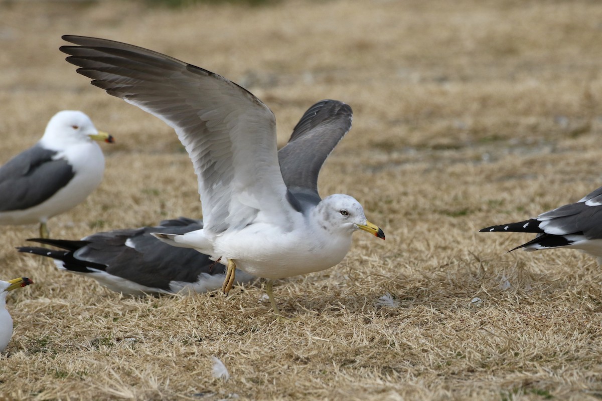 Black-tailed Gull - Atsushi Shimazaki