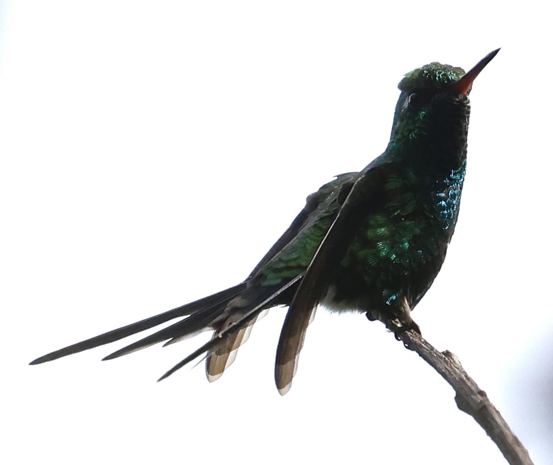 kolibřík zlatohlavý - ML395314041