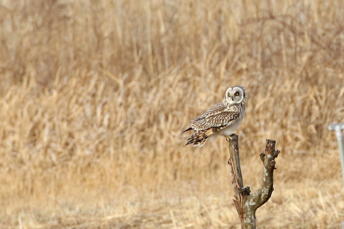 Short-eared Owl - ML395314911