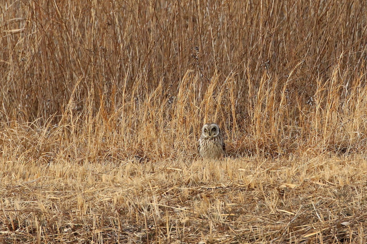 Short-eared Owl - ML395314971