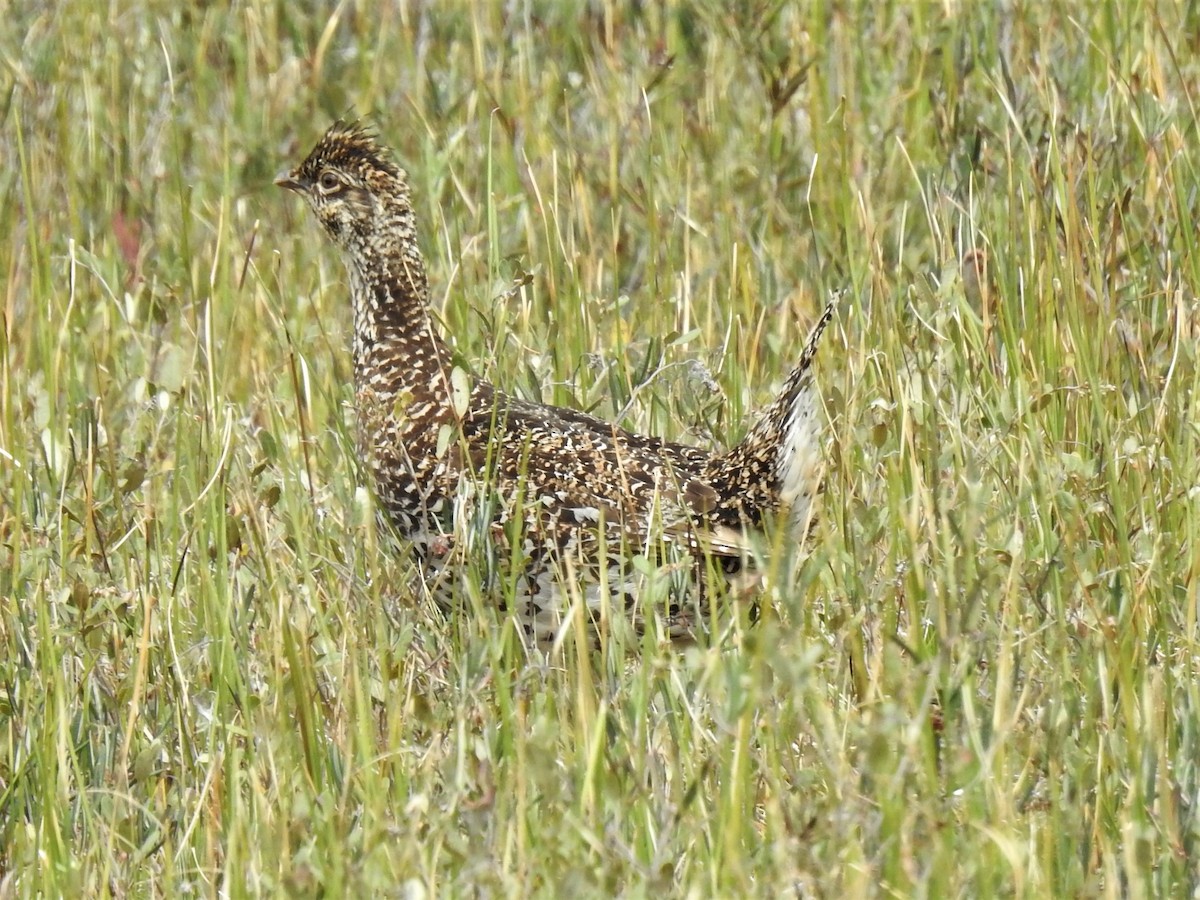 Sharp-tailed Grouse - ML395317771