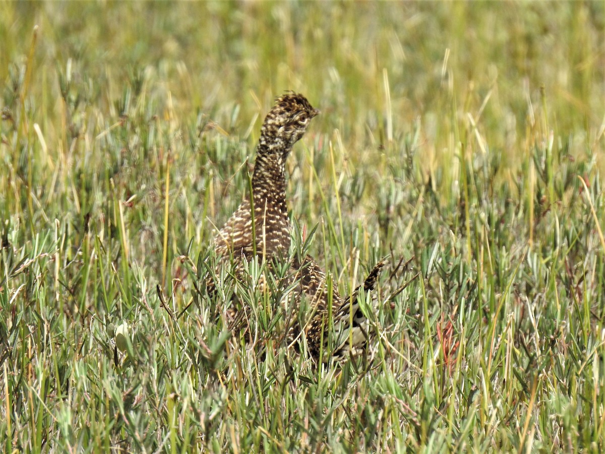 Sharp-tailed Grouse - ML395317791