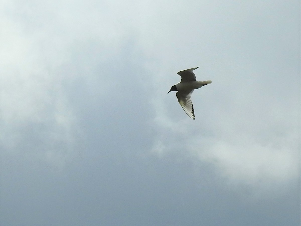 Mouette de Bonaparte - ML395318001