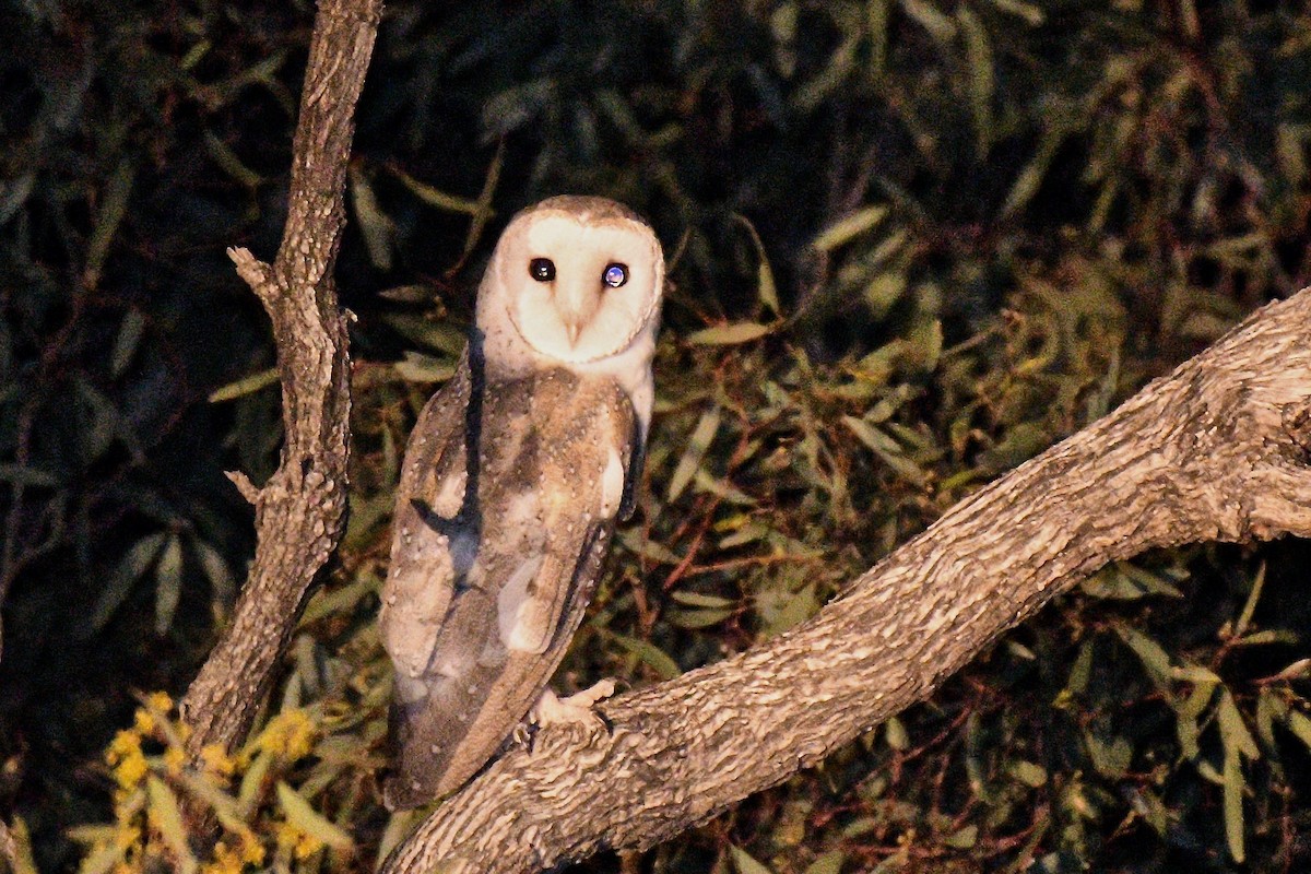 Eastern Barn Owl - ML395319601