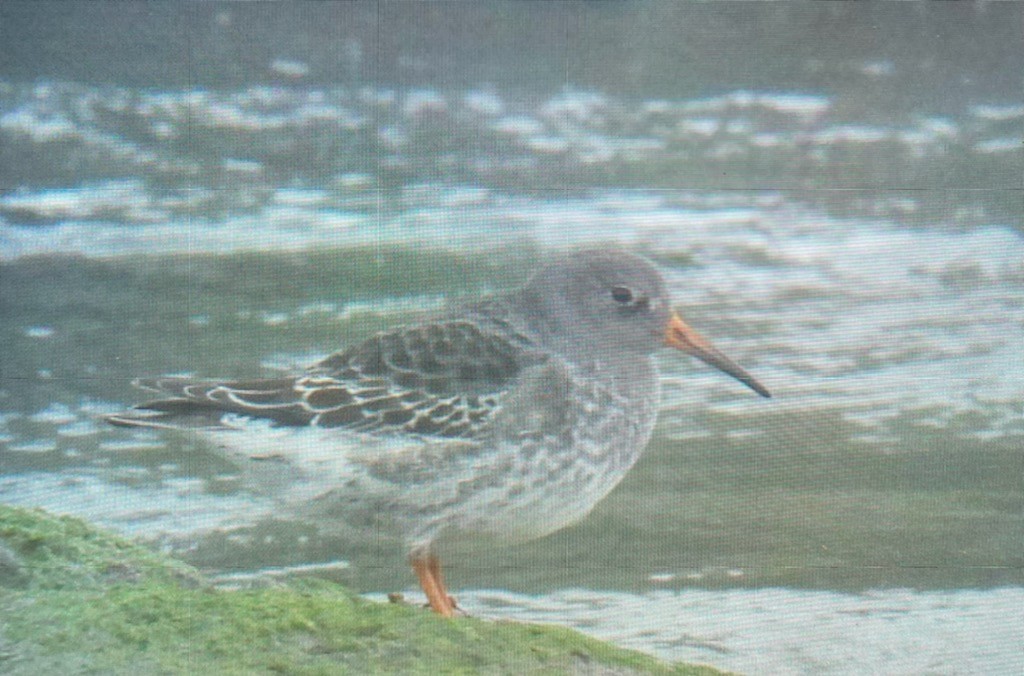 חופית ימית - ML395319821