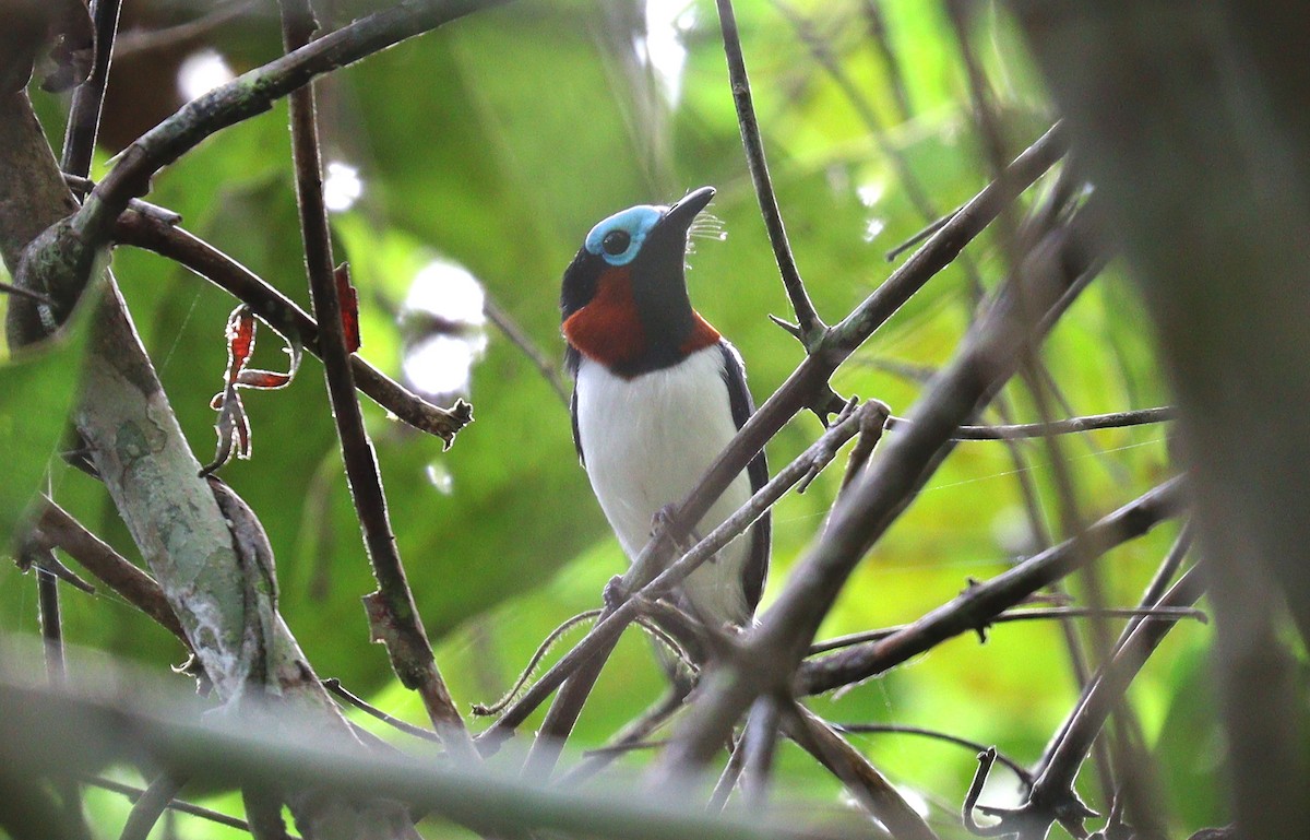 Red-cheeked Wattle-eye - Wayne Paes