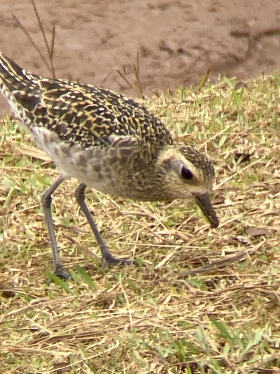 Pacific Golden-Plover - ML395320591