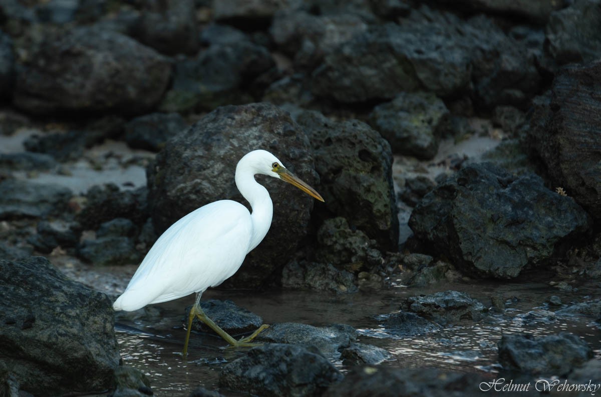 Pacific Reef-Heron - ML395320841