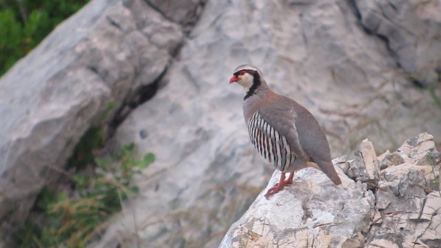 Rock Partridge - ML395321231