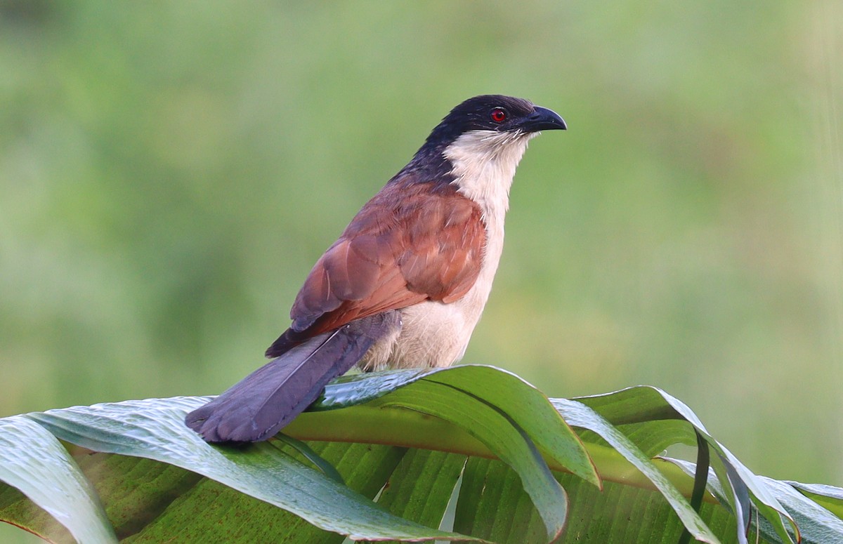 Blue-headed Coucal - Wayne Paes