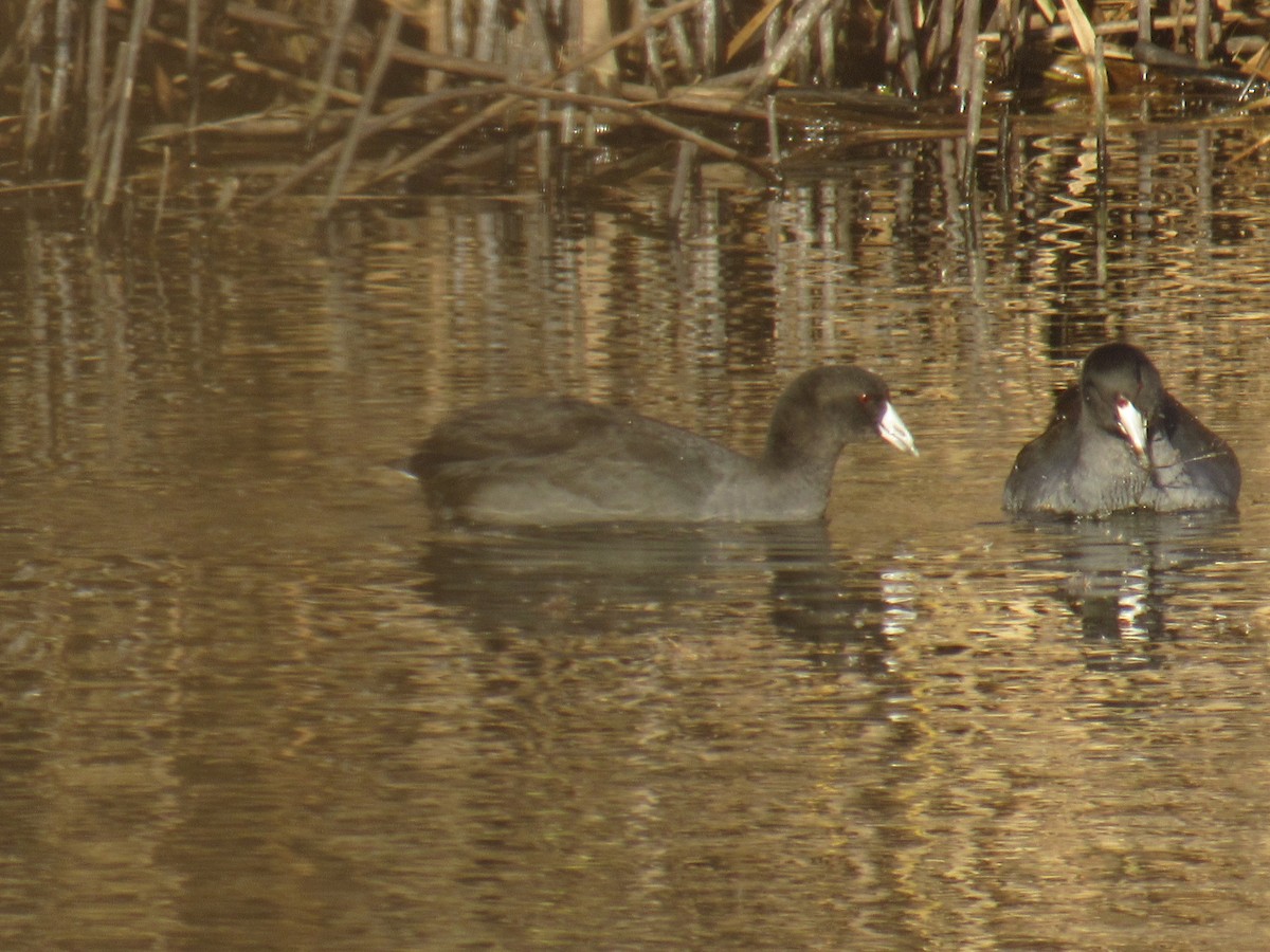 American Coot - ML395323901