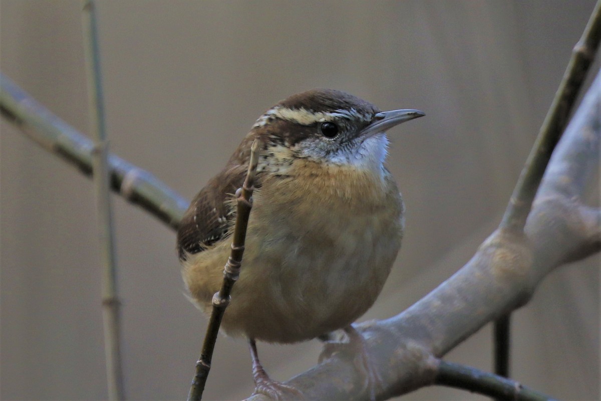 Carolina Wren - ML395324011