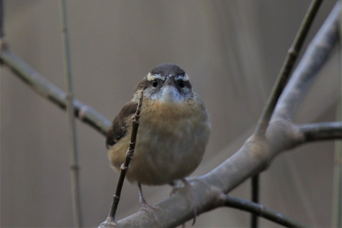 Carolina Wren - Hap Ellis