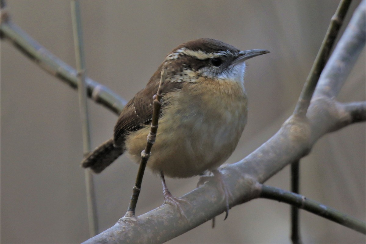 Carolina Wren - ML395324051