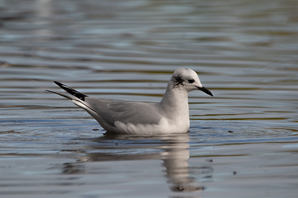 Bonaparte's Gull - Aimar Hernández Merino