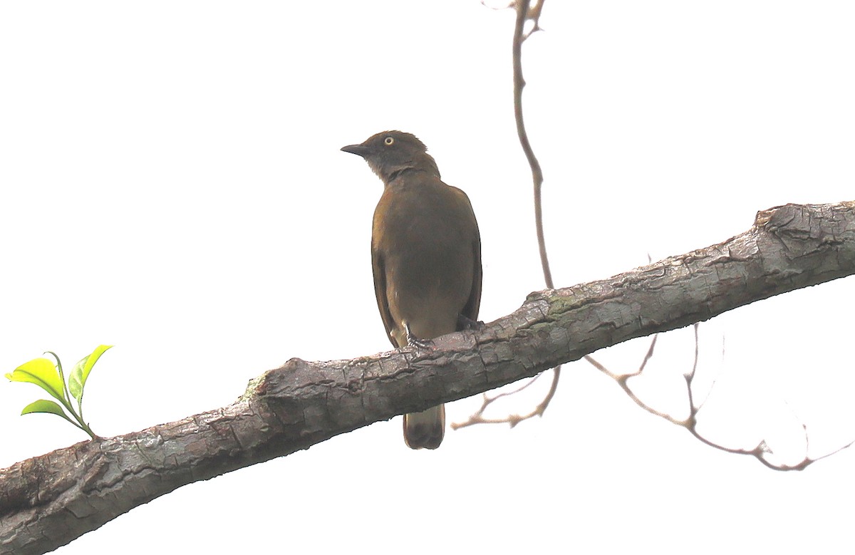 Honeyguide Greenbul - Wayne Paes