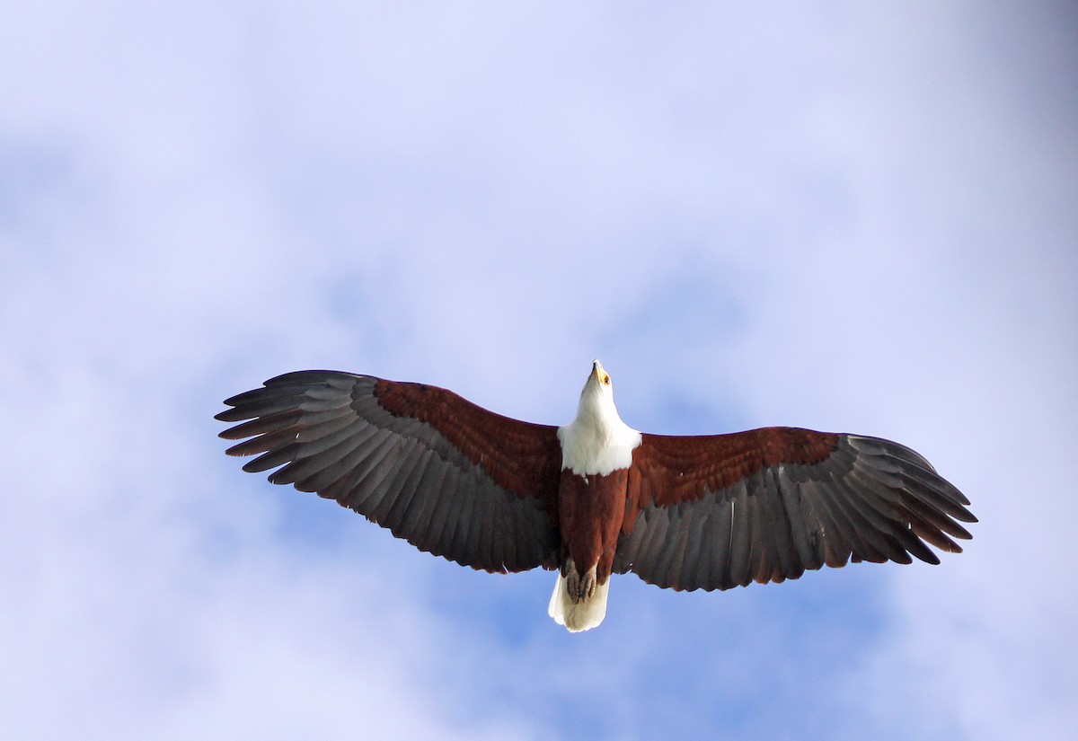 African Fish-Eagle - Ricardo Santamaria