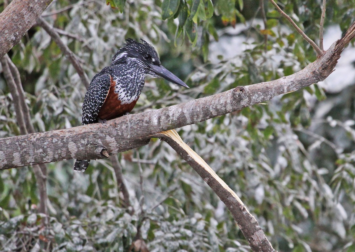 Giant Kingfisher - ML395327991