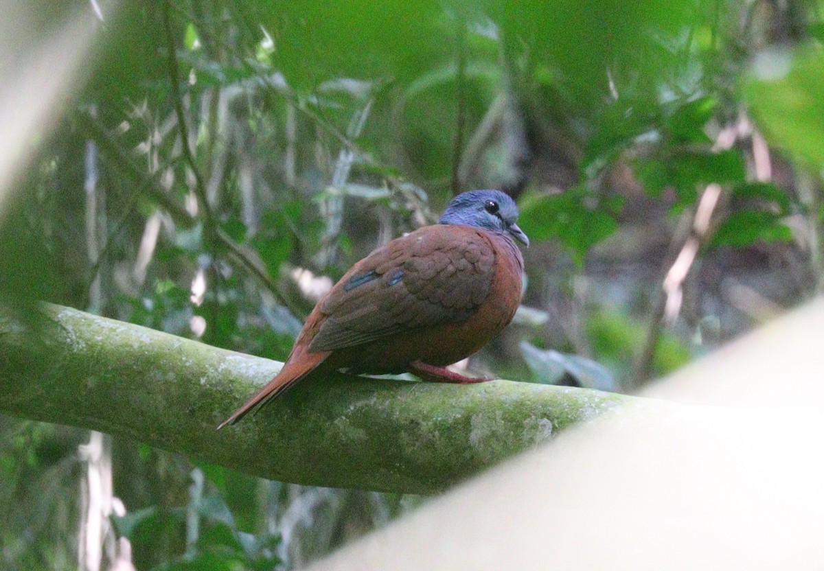 Blue-headed Wood-Dove - ML395328921