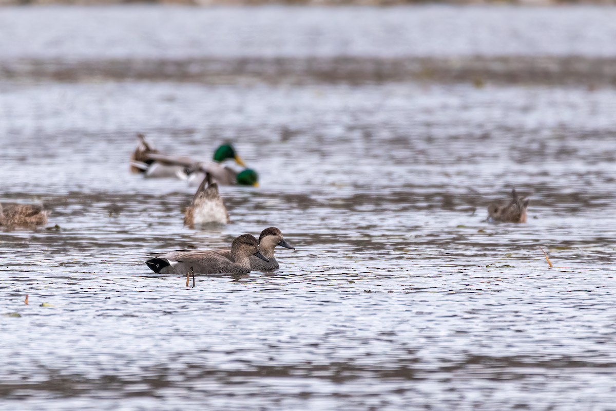 Gadwall - ML395329171