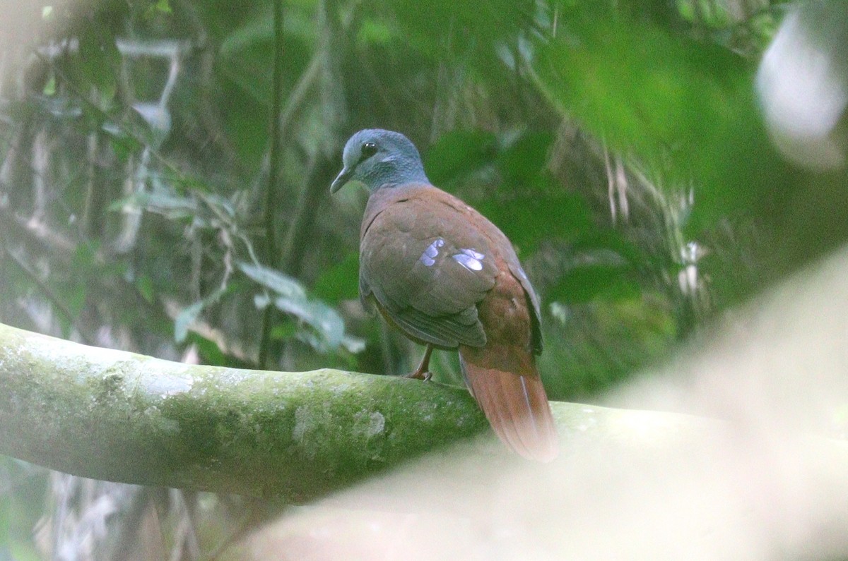 Blue-headed Wood-Dove - ML395329681