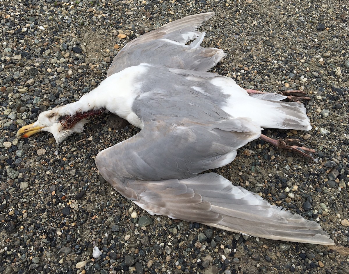 Glaucous-winged Gull - ML39533161