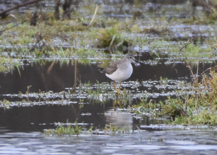 Lesser Yellowlegs - Philip Bailey