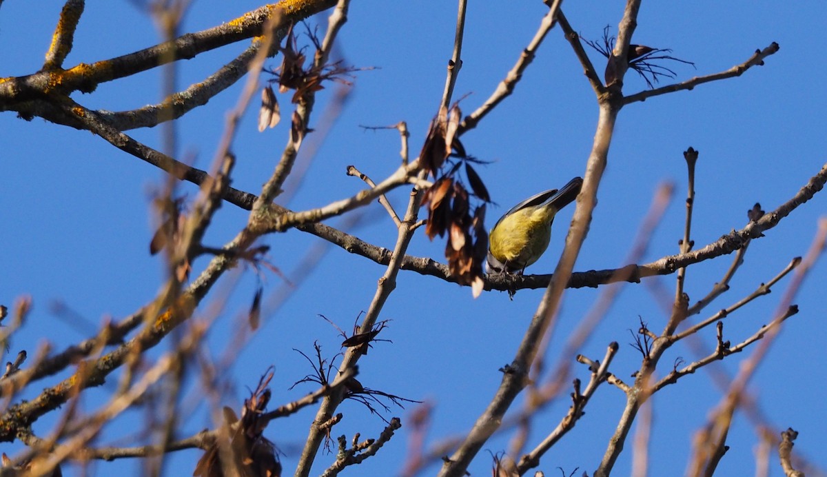 Eurasian Blue Tit - ML395331821