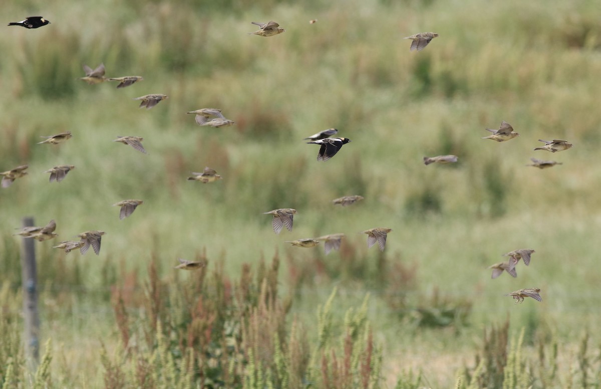 bobolink americký - ML395332761