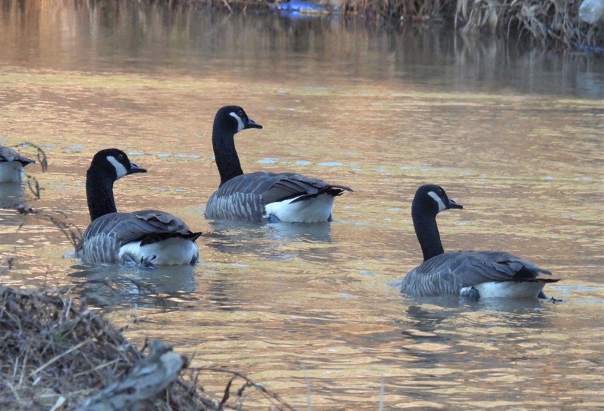 Canada Goose - ML395333001