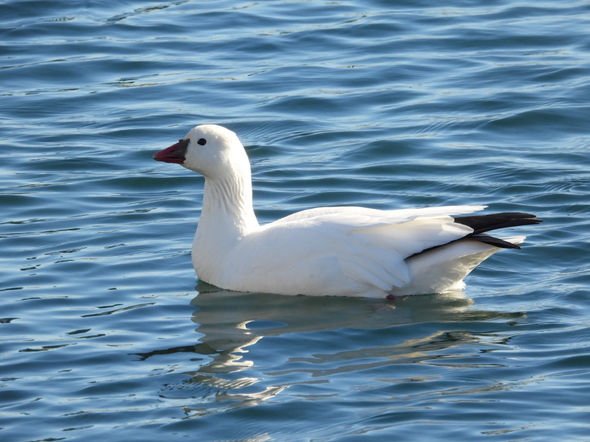 Ross's Goose - Logan Lakins