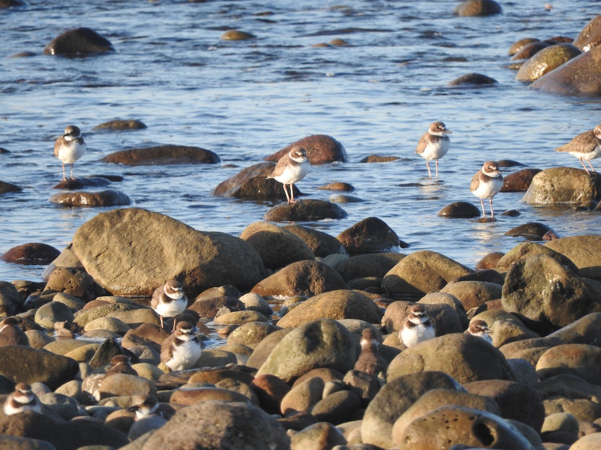 Semipalmated Plover - ML395333511