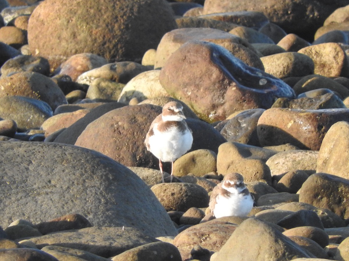 Semipalmated Plover - ML395333531