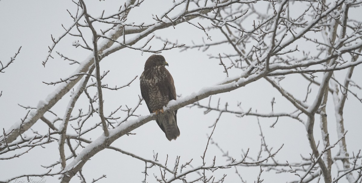 Mäusebussard (buteo) - ML395333801