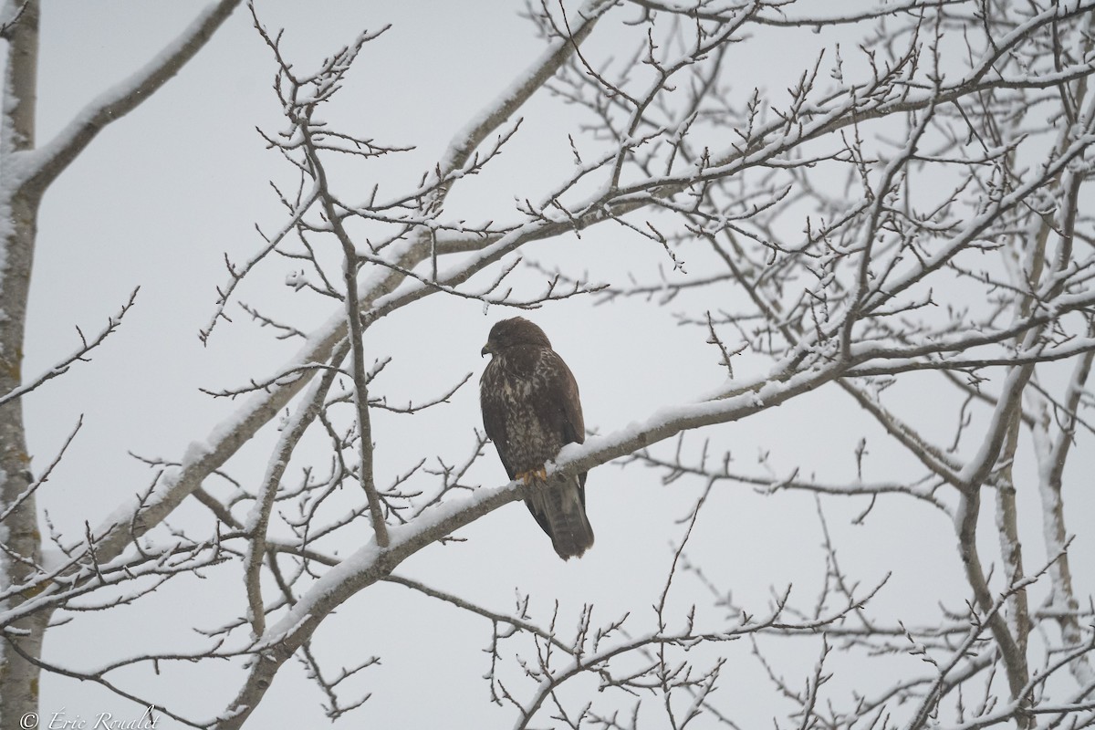 Common Buzzard (Western) - ML395333811