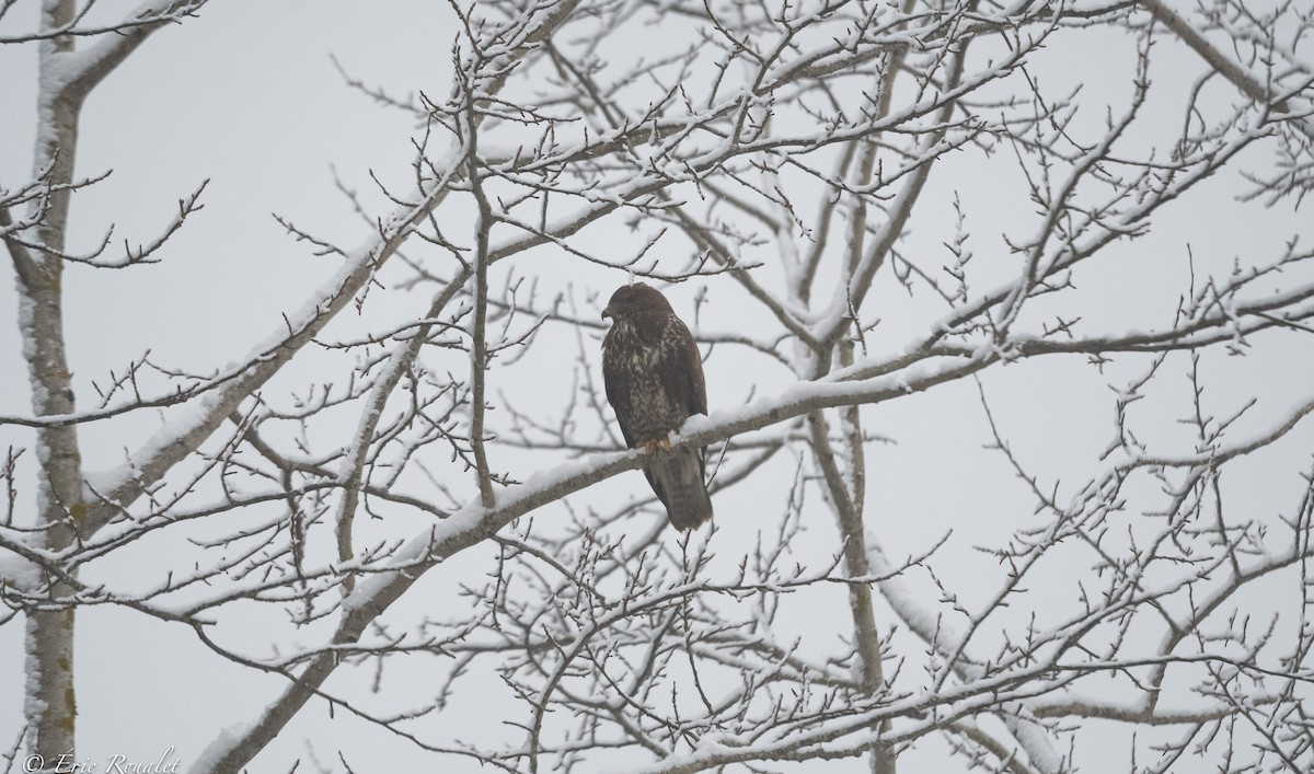 Common Buzzard (Western) - ML395333831