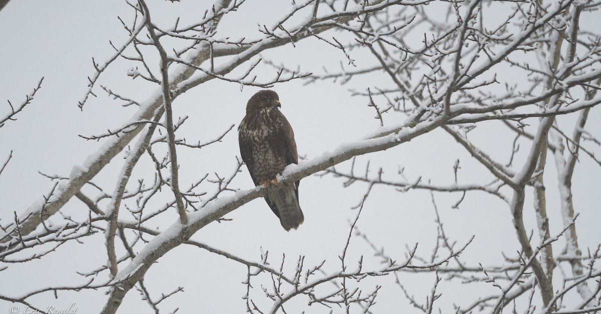 Common Buzzard (Western) - ML395333841