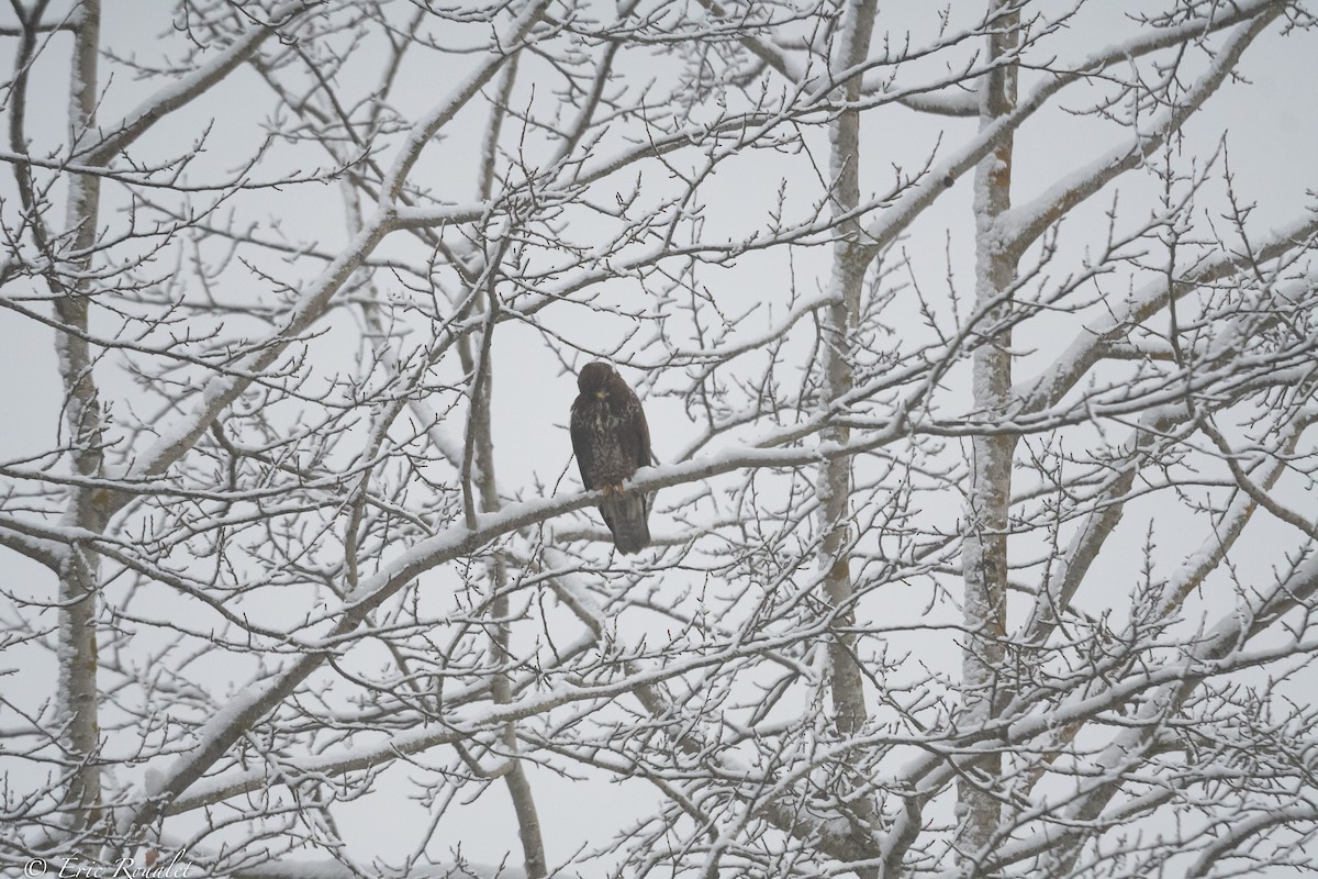 Common Buzzard (Western) - ML395333851