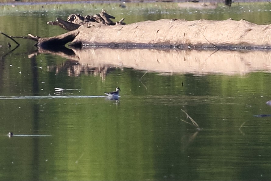 Red-necked Phalarope - ML395334031