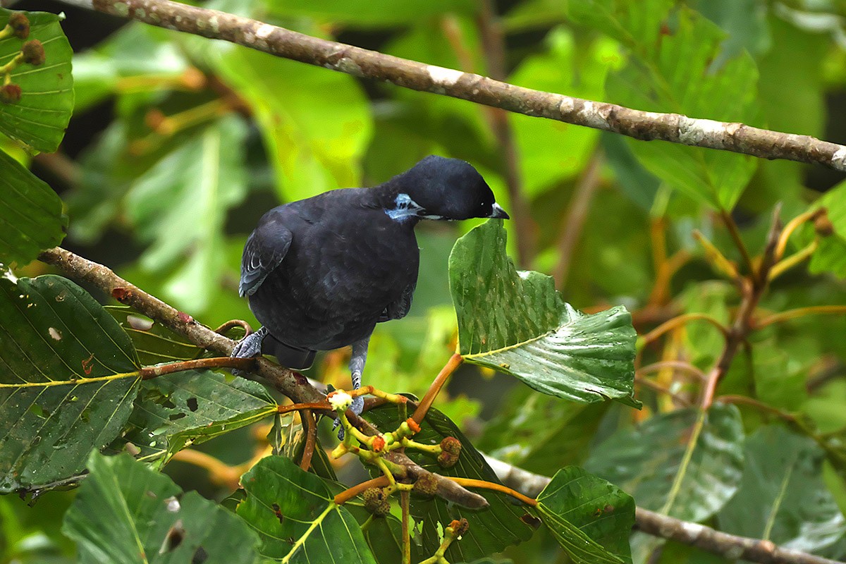 Bare-necked Fruitcrow - ML395334181