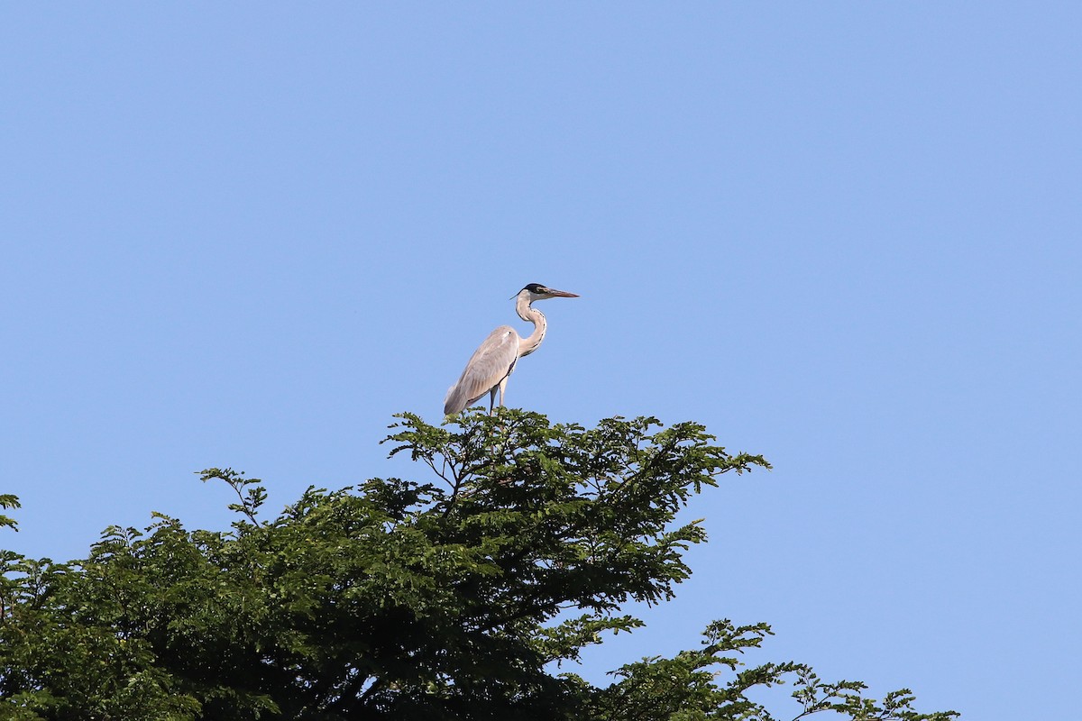 Cocoi Heron - Luiz Alberto dos Santos