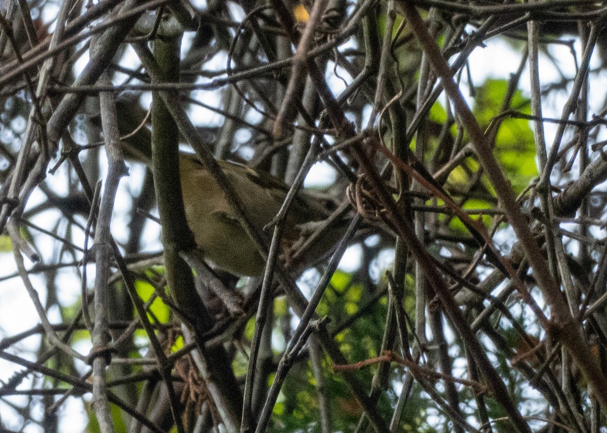 Golden-crowned Kinglet - ML395334571