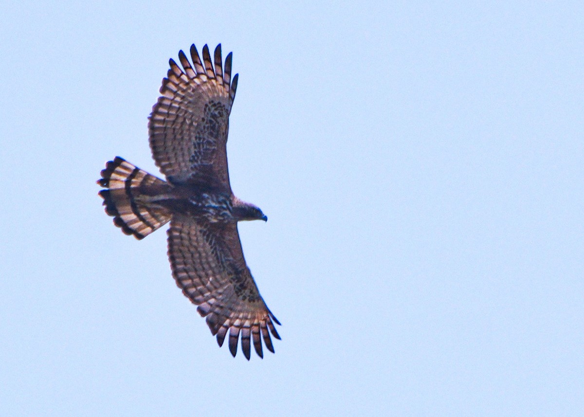 Changeable Hawk-Eagle - ML395334611