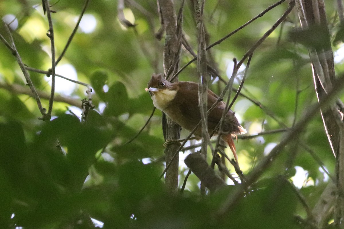 White-eyed Foliage-gleaner - Luiz Alberto dos Santos